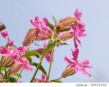 青空とフクロナデシコの花 青空とフクロナデシコの花 99501449