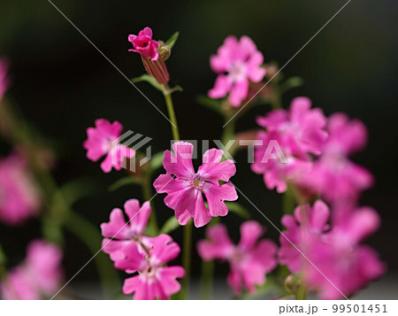 フクロナデシコの花のアップ 99501451