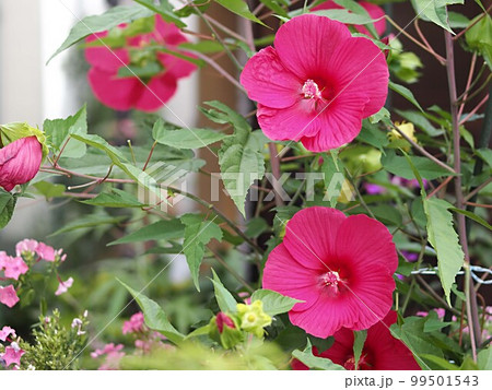 赤いアメリカフヨウの花 99501543