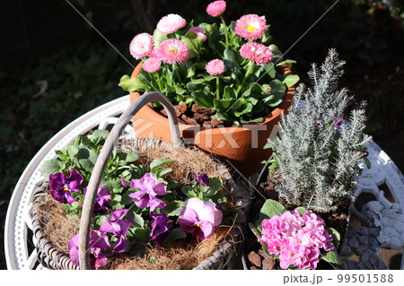 春の花寄せ植え&寄せ鉢 春の花寄せ植え&寄せ鉢 99501588