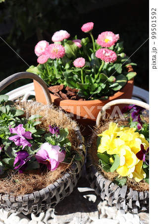 春の花寄せ植え&寄せ鉢 春の花寄せ植え&寄せ鉢 99501592