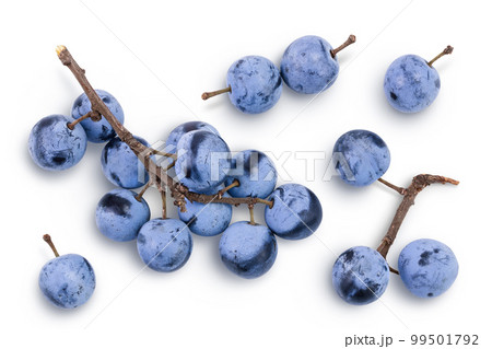 Fresh blackthorn berries with twig, prunus spinosa isolated on white background. Top view. Flat lay Fresh blackthorn berries with twig, prunus spinosa isolated on white background. Top view. Flat lay 99501792