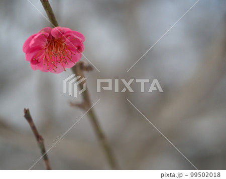 1月に咲いた紅い梅の花「光輝(コウキ)」 1月に咲いた紅い梅の花「光輝(コウキ)」 99502018