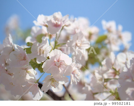 4月に咲いたサトザクラ「咲耶姫(サクヤヒメ)」 4月に咲いたサトザクラ「咲耶姫(サクヤヒメ)」 99502181