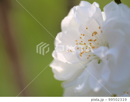 4月に咲いた桃の花「寒白(カンパク)」 4月に咲いた桃の花「寒白(カンパク)」 99502319