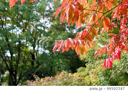 スズランの木 紅葉 スズランの木 紅葉 99502587
