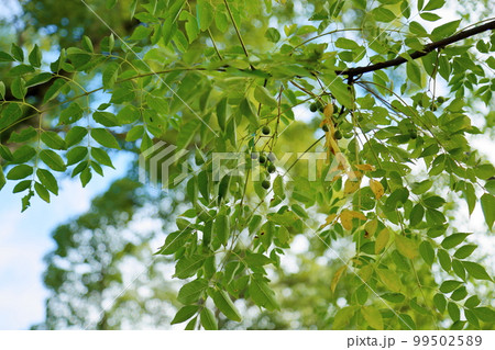 爽やかセンダンの実 99502589