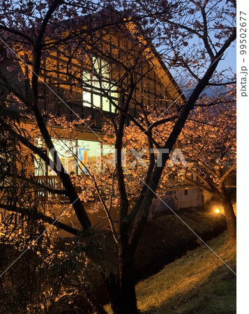 春の伊豆河津、夕方の「踊り子温泉旅館」の前から見た「河津桜」 99502677