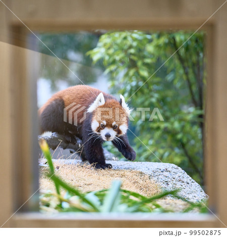 愛らしいレッサーパンダのポートレート 99502875