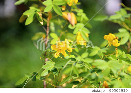 カッシアの花 99502930