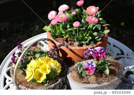 春の花寄せ植え&寄せ鉢 春の花寄せ植え&寄せ鉢 99503090