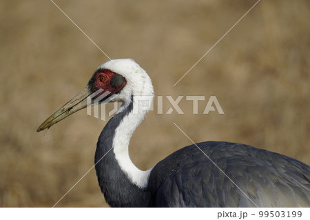 マナヅル 99503199