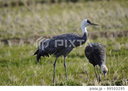 出水のナベヅル 99503295