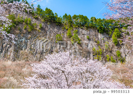 奈良 屏風岩公苑　～満開の山桜～ 99503313