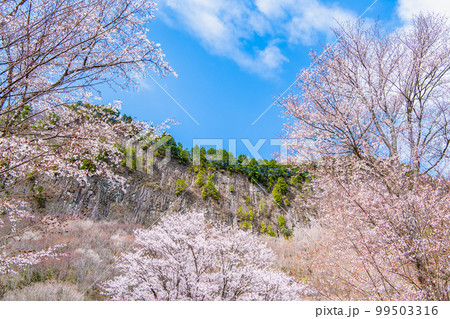 奈良 屏風岩公苑　～満開の山桜～ 99503316
