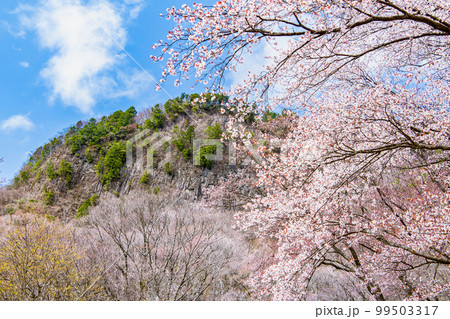 奈良 屏風岩公苑　～満開の山桜～ 99503317