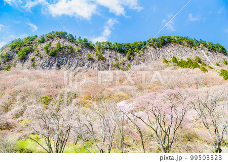 奈良 屏風岩公苑　～満開の山桜～ 99503323
