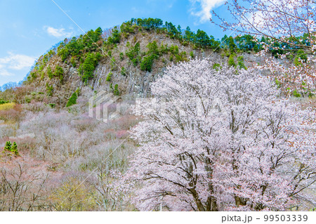 奈良 屏風岩公苑　～満開の山桜～ 99503339