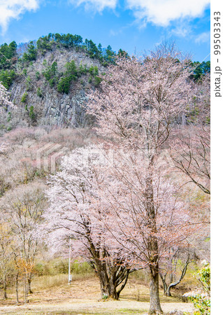 奈良 屏風岩公苑 ~満開の山桜~ 奈良 屏風岩公苑 ~満開の山桜~ 99503343