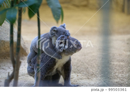 赤ちゃんを背負ったコアラ 99503361