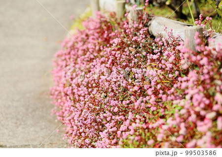 ヒメツルソバの花 99503586