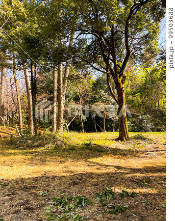 【山梨県】武田神社の山林 【山梨県】武田神社の山林 99503688