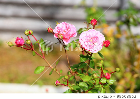 バラの花 バイランド バラの花 バイランド 99503952