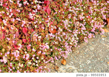 ヒメツルソバの花 99503953