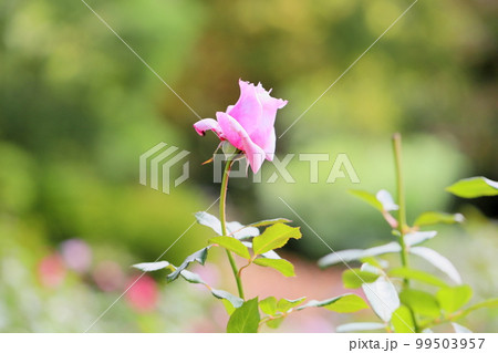 バラの蕾 バラの蕾 99503957