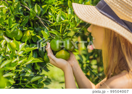 Portrait of Attractive Farmer Woman is Harvesting Orange in Organic Farm, Cheerful Girl in Happiness Emotion While Reaping Oranges in The Garden, Agriculture and Plantation Concept Portrait of Attractive Farmer Woman is Harvesting Orange in Organic Farm, Cheerful Girl in Happiness Emotion While Reaping Oranges in The Garden, Agriculture and Plantation Concept 99504007