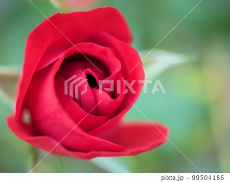 5月に咲いたバラの花「ケアフリーワンダー」 5月に咲いたバラの花「ケアフリーワンダー」 99504186