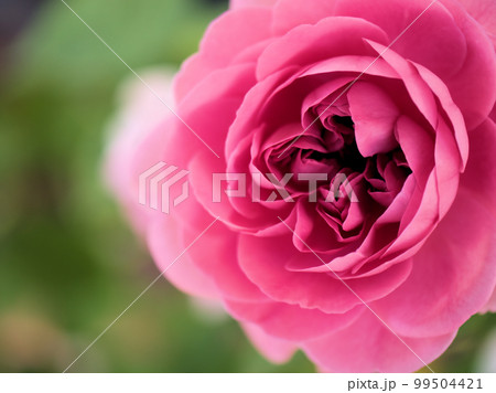 5月に咲いたバラの花「ガートルード･ジェキル」 99504421