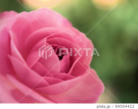 5月に咲いたバラの花「ガートルード・ジェキル」 5月に咲いたバラの花「ガートルード・ジェキル」 99504422