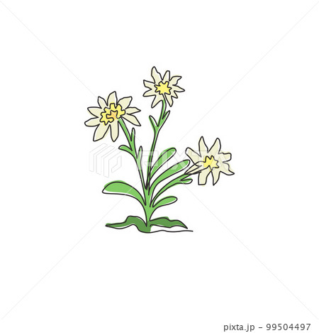 Single continuous line drawing beauty and exotic mountain edelweiss flower. Decorative leontopodium plant for home wall decor art poster print. Modern one line draw design vector graphic illustration Single continuous line drawing beauty and exotic mountain edelweiss flower. Decorative leontopodium plant for home wall decor art poster print. Modern one line draw design vector graphic illustration 99504497