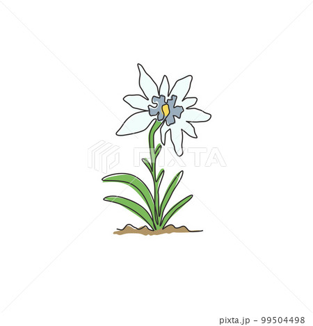 Single one line drawing beauty and exotic mountain leontopodium plant. Decorative edelweiss flower concept for home decor wall art poster print. Modern continuous line draw design vector illustration 99504498