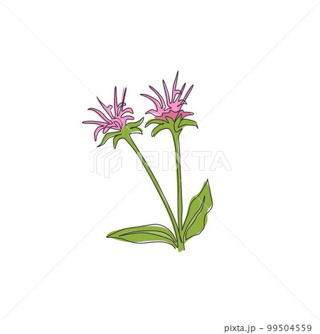One continuous line drawing beauty fresh bergamot monarda for home decor wall art poster print. Decorative bee balm flower concept for greeting card. Trendy single line draw design vector illustration One continuous line drawing beauty fresh bergamot monarda for home decor wall art poster print. Decorative bee balm flower concept for greeting card. Trendy single line draw design vector illustration 99504559