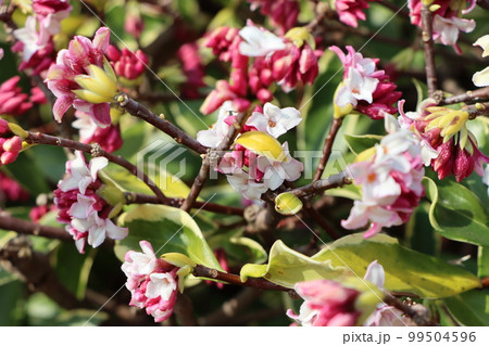 三大芳香花の一つであるジンチョウゲの花 三大芳香花の一つであるジンチョウゲの花 99504596