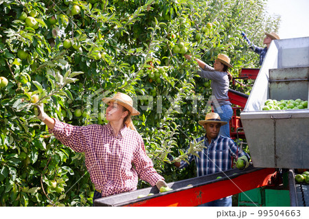 Workers harvesting ripe apples using sorting machine Workers harvesting ripe apples using sorting machine 99504663