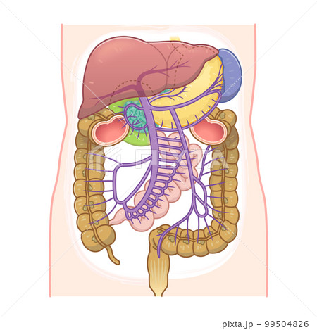 肝臓、門脈、脾臓、大腸、小腸、十二指腸、膵臓のイラスト 肝臓、門脈、脾臓、大腸、小腸、十二指腸、膵臓のイラスト 99504826