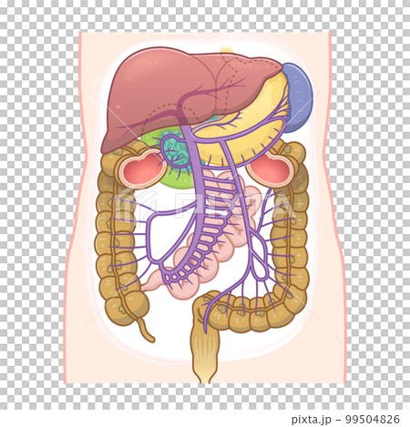 肝臓、門脈、脾臓、大腸、小腸、十二指腸、膵臓のイラスト 肝臓、門脈、脾臓、大腸、小腸、十二指腸、膵臓のイラスト 99504826