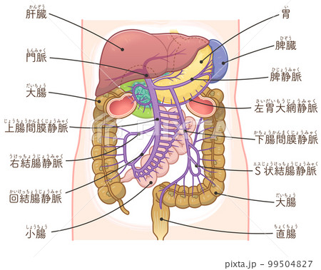 肝臓、門脈、脾臓、大腸、小腸、十二指腸、膵臓のイラスト 肝臓、門脈、脾臓、大腸、小腸、十二指腸、膵臓のイラスト 99504827