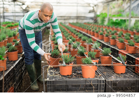 Hispanic farmer inspects ornamental shrubs in pots. 99504857
