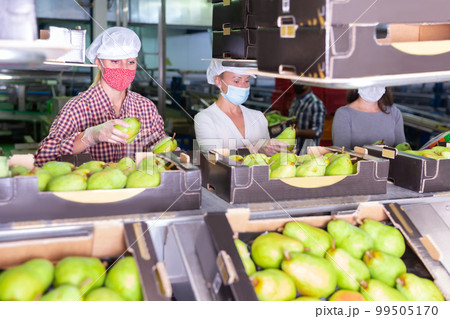 Workers sorting ripe pears at fruit storage 99505170