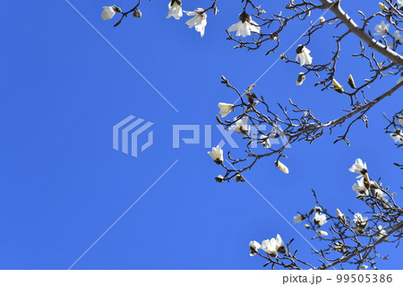 爽やかな青い空の下の綺麗な白い花が咲いているコブシの木 爽やかな青い空の下の綺麗な白い花が咲いているコブシの木 99505386