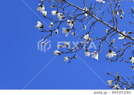 白い綺麗なコブシの花が晴天の空の下に咲いている風景 99505390