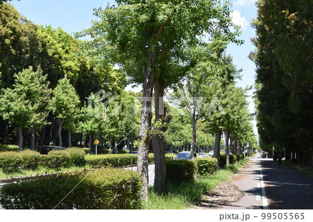 新緑のトウカエデの並木 99505565