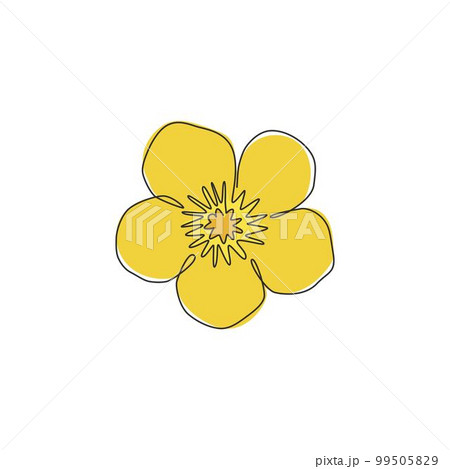 One continuous line drawing beauty buttercup fresh top view for home decol wall poster. Printable decorative ranunculus flower for green park icon. Modern single line draw design vector illustration One continuous line drawing beauty buttercup fresh top view for home decol wall poster. Printable decorative ranunculus flower for green park icon. Modern single line draw design vector illustration 99505829