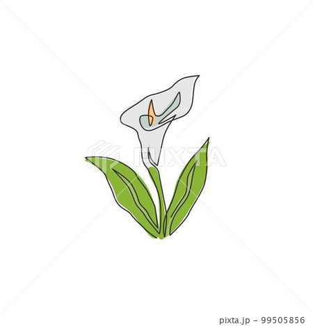 One continuous line drawing of beauty fresh arum lily for garden logo. Printable decorative zantedeschia flower concept for home wall decor poster. Modern single line draw design vector illustration 99505856