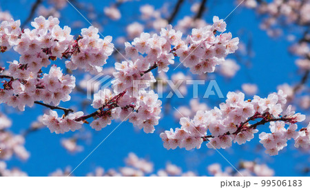 桜の花のアップ,青い空,AIイラスト 99506183