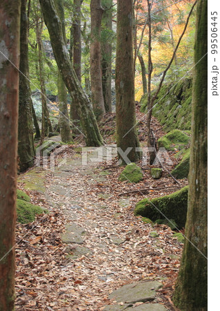 愛媛県　滑床渓谷の自然の中の遊歩道 99506445